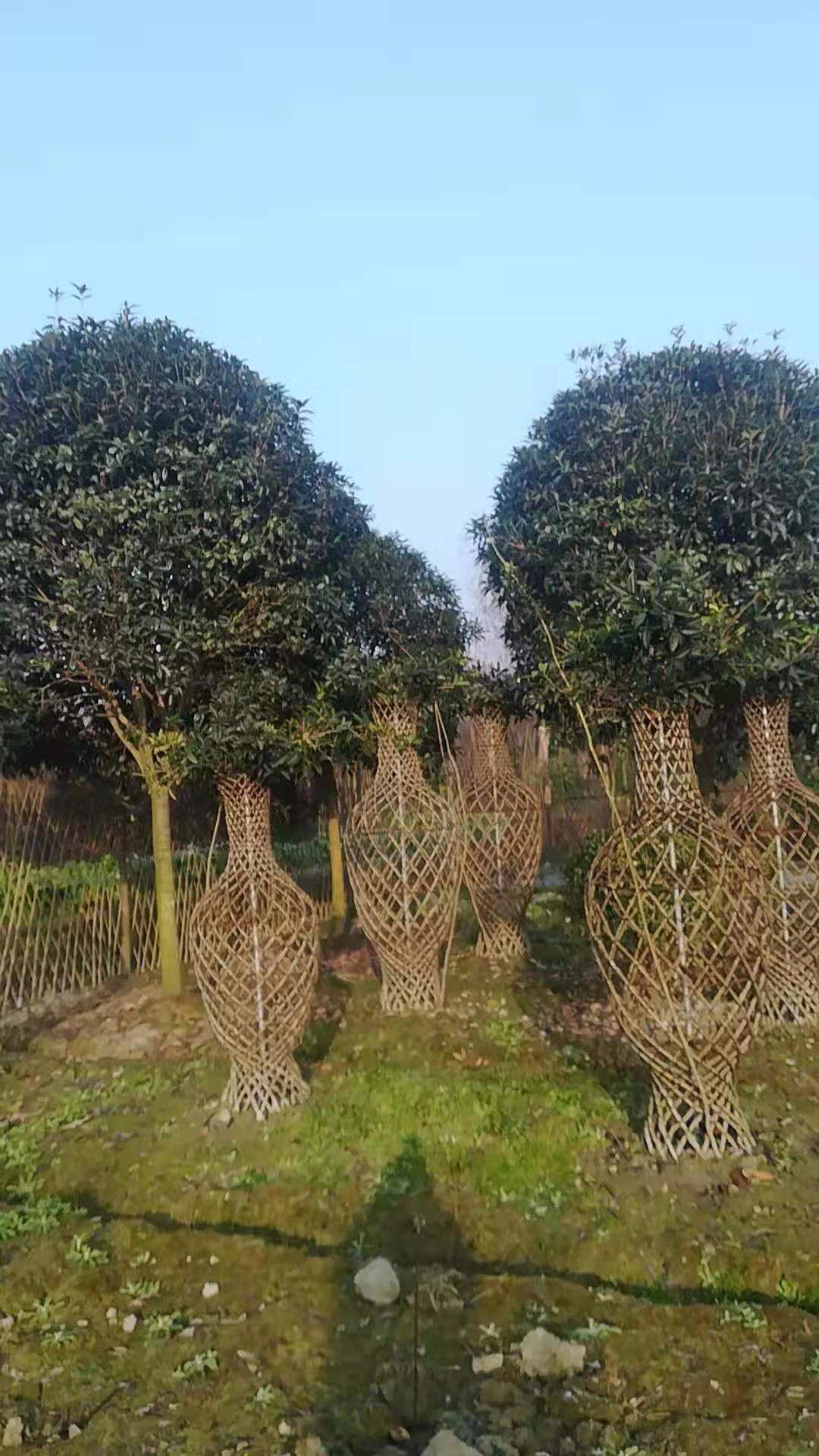 成都地笼桂花 