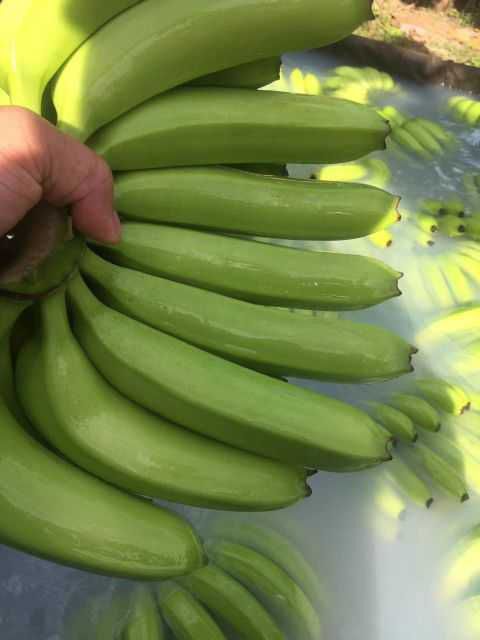 砚山县河口香蕉 七成熟 