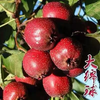 平邑县大绵球山楂树苗 