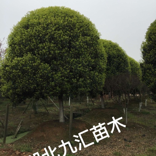 武汉八月桂四季桂金桂 丹桂桂花树