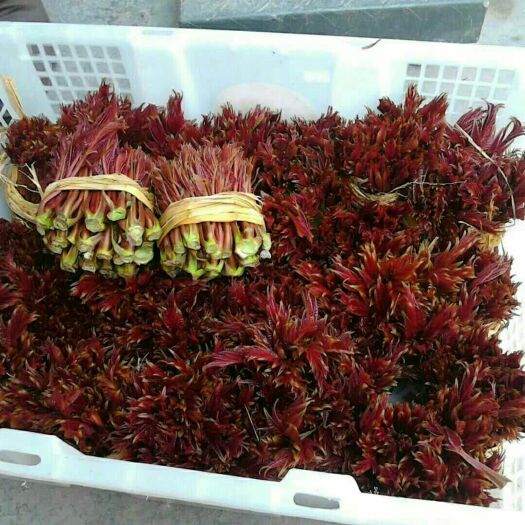 达州红油香椿芽 6~9cm 