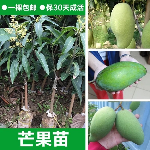 灵山县金煌芒果苗