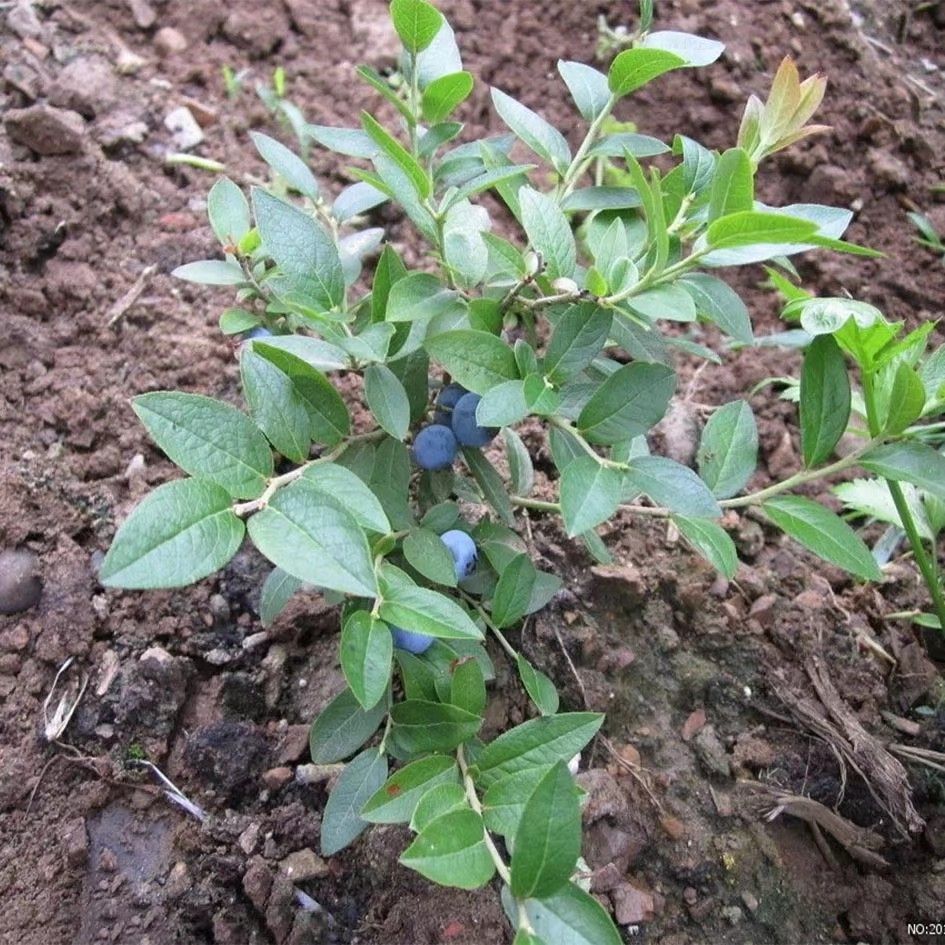兔眼蓝莓苗