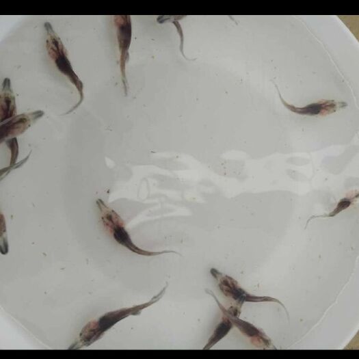 东莞市鸭嘴鱼苗 统货