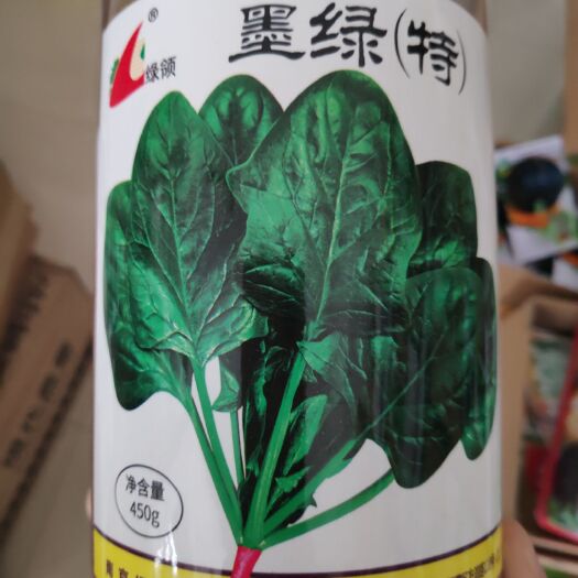 沭阳县菠菜种子绿领墨绿特菠菜种子叶色深绿叶面光滑有光叶肉厚菠菜种子