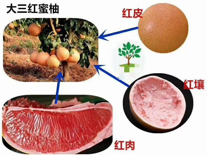 三红蜜柚苗