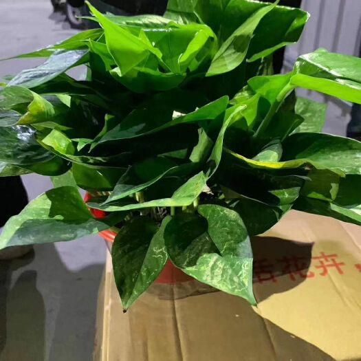 广州绿萝柱