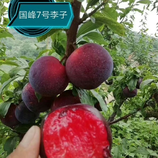 营口幸运李苗 