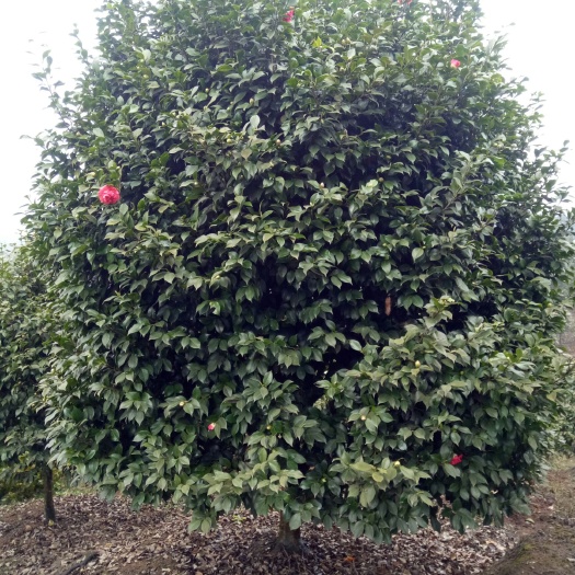 高县十八学士 30~50cm 
