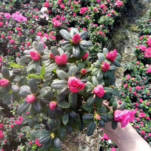 成都西洋杜鹃批发基地，13杯西洋鹃批发，16杯西洋鹃批发，西洋鹃