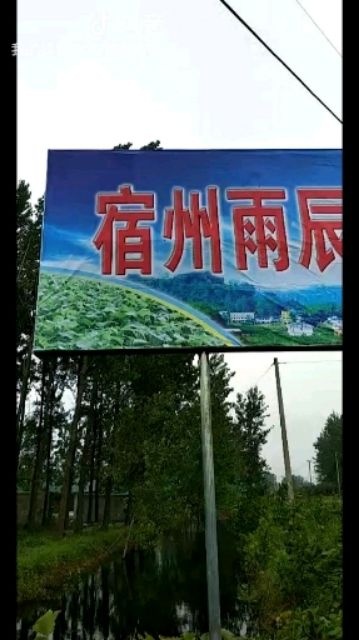 宿州西农八号西瓜苗 