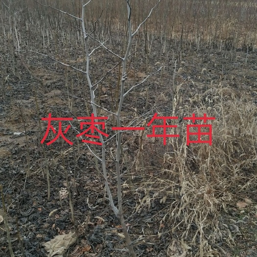 扶风县沾化冬枣苗