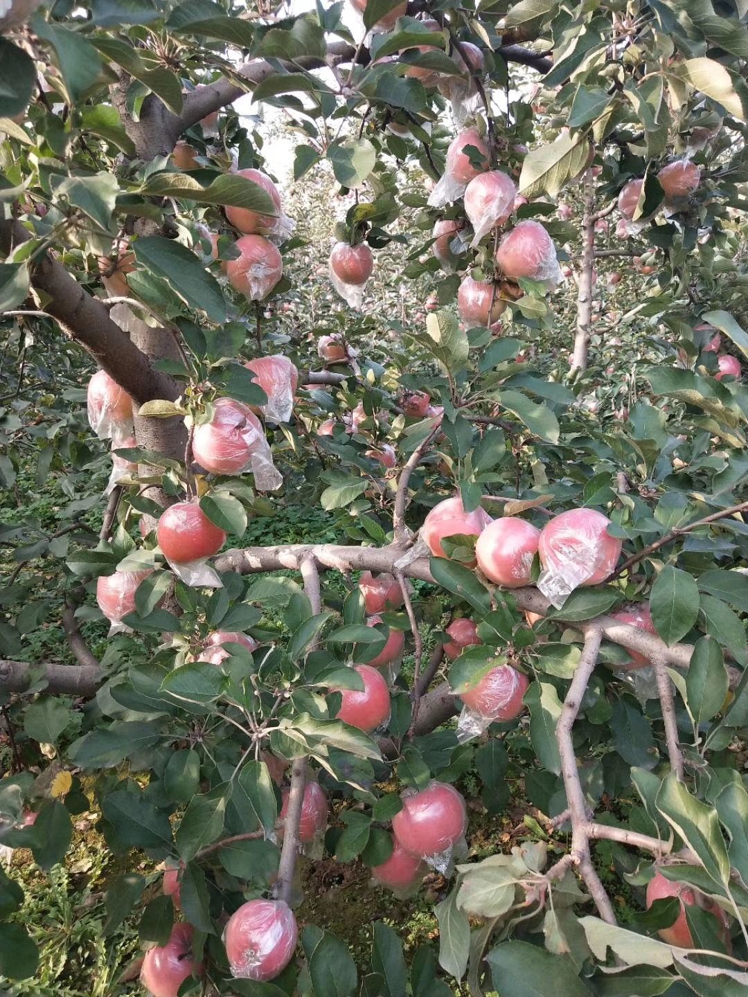 烟富6号苹果树苗  1~1.5米 矮化苹果苗，量大批发