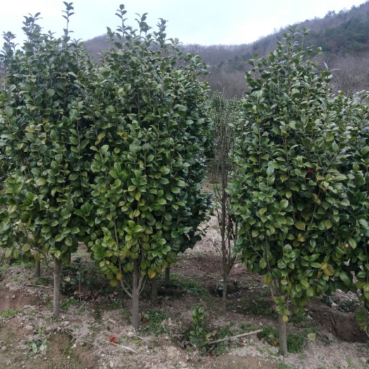 宁波茶花树  各类规格茶花