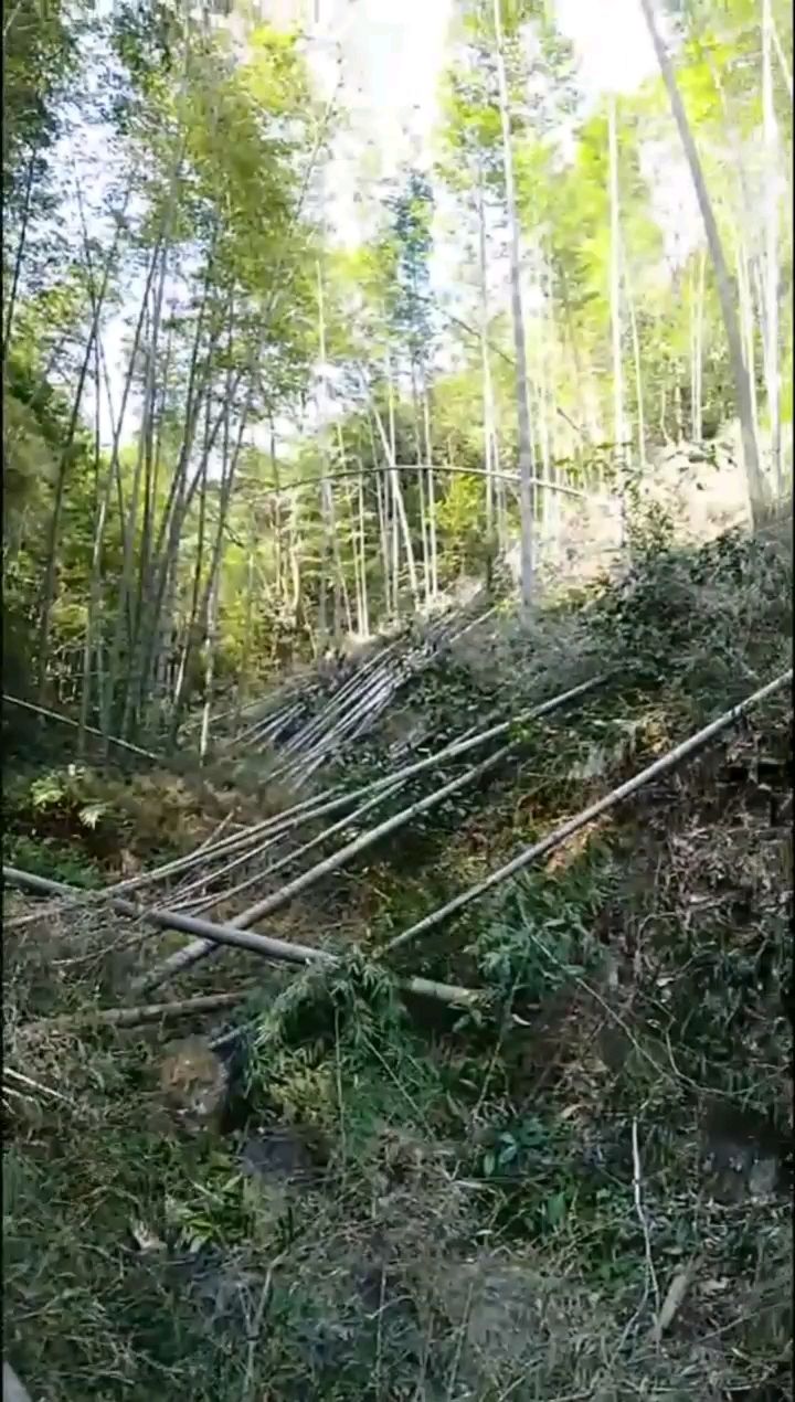  8米毛竹大量有货