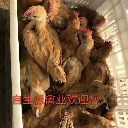 重庆市土鸡苗 