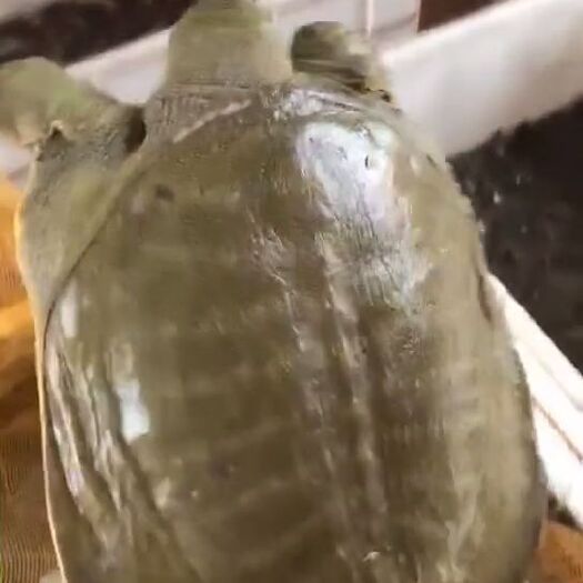 泗洪县生态甲鱼苗 