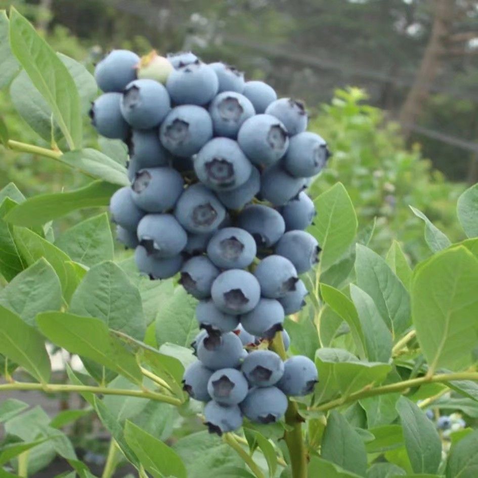兔眼蓝莓苗