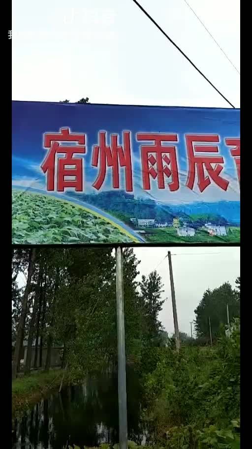宿州8424西瓜苗 