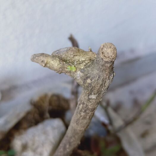 纳雍县八月瓜苗 