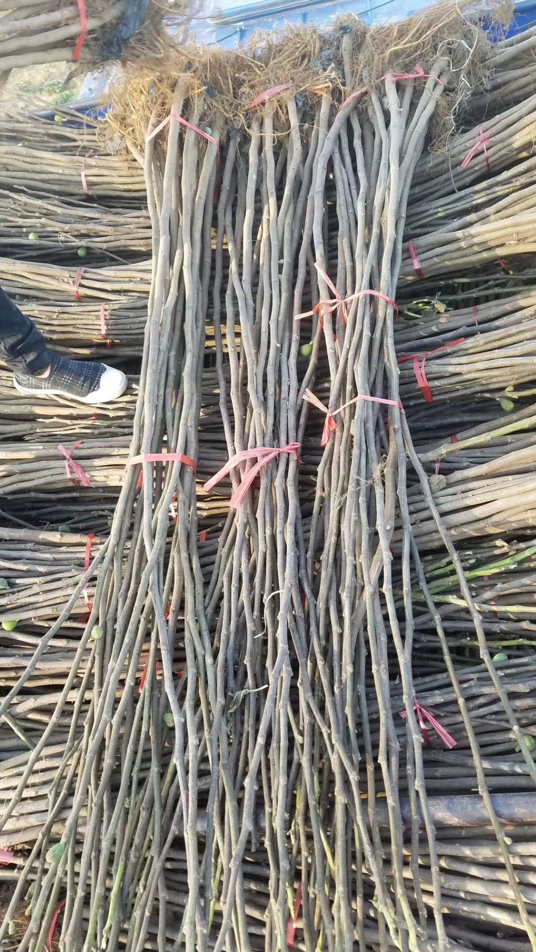 青皮无花果树苗 包邮 现挖苗根系发达死苗免费补