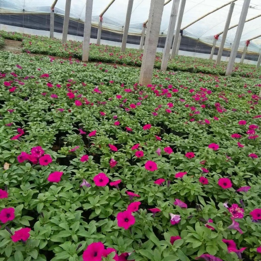 青州市垂钓牵牛 
