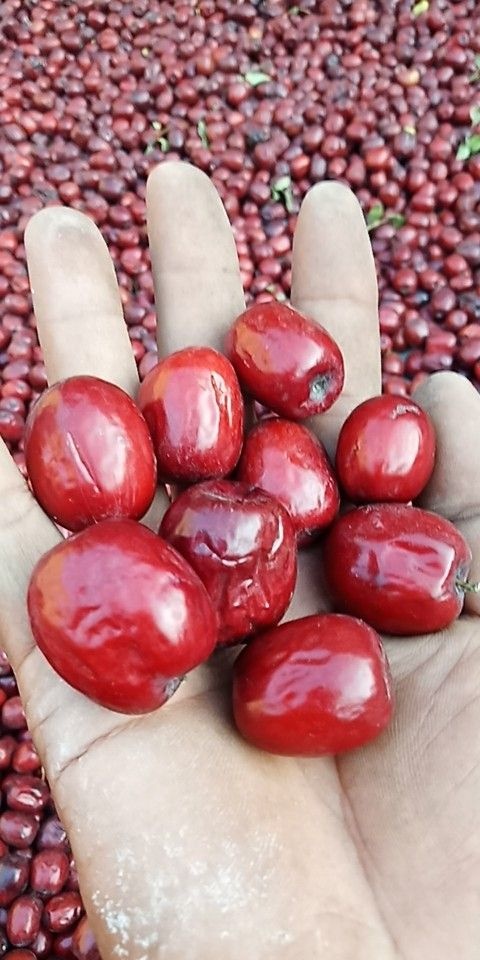 稷山板枣 6-12个月