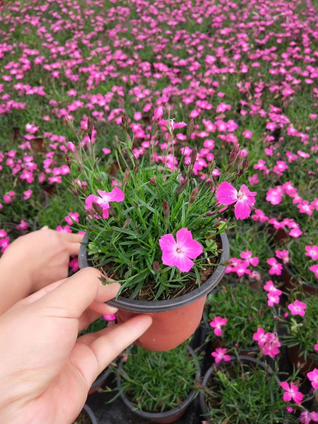 石竹批发基地，有欧石竹批发，红花石竹批发，花边石竹批发，石竹