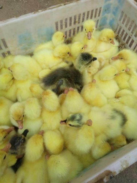 唐县三花杂交鹅苗