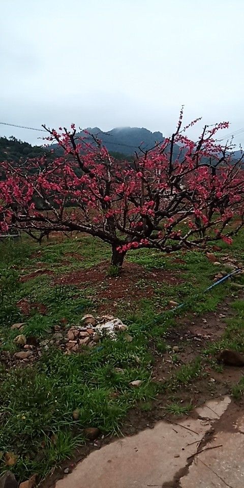 连平县鹰嘴蜜桃苗 1~1.5米 