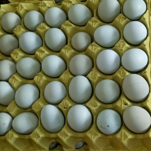 东台市绿壳蛋  精品绿壳