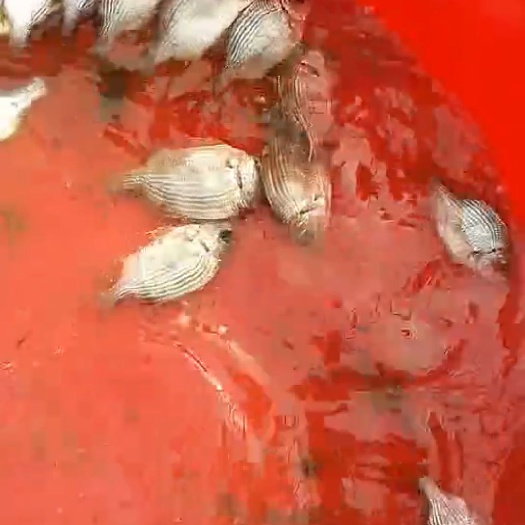 珠海黄鳍鲷 黄脚立30条每斤