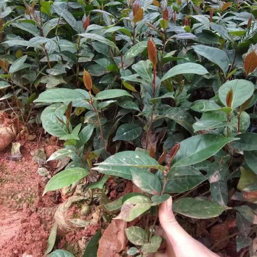 瑞昌市大果红花油茶