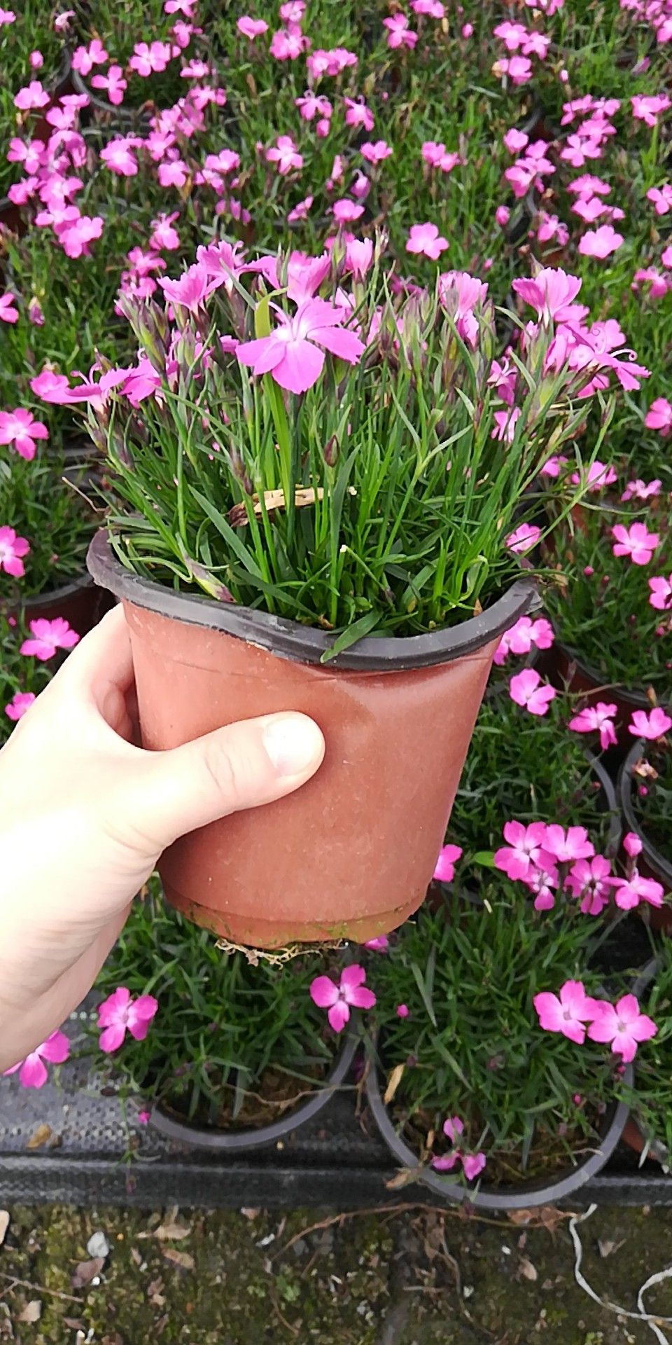 石竹批发基地，有欧石竹批发，红花石竹批发，花边石竹批发，石竹