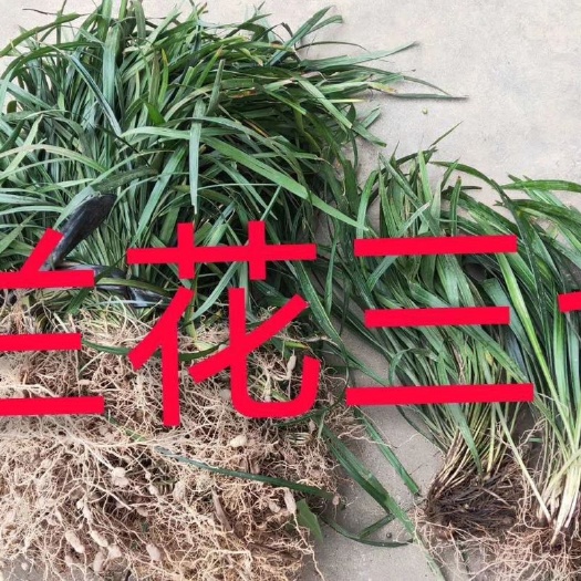 成都兰花三七 