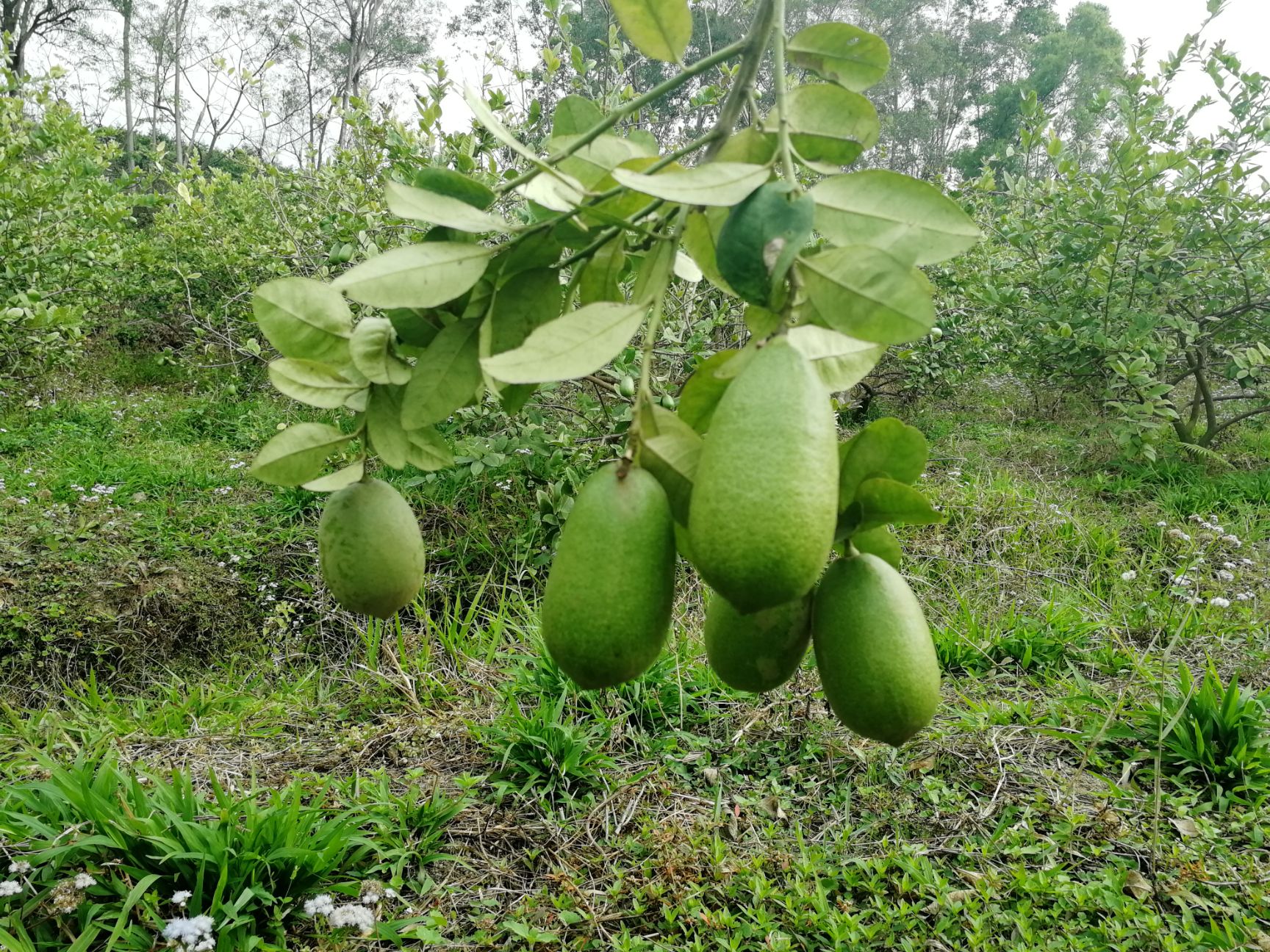 广东1级台湾香水柠檬