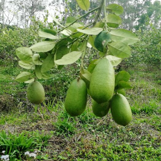 恩平市 香水柠檬