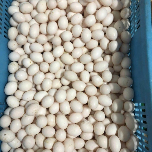 丰县肉鸽蛋 食用 箱装 