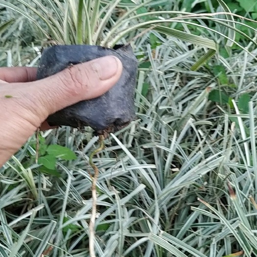 漳州金边连翘