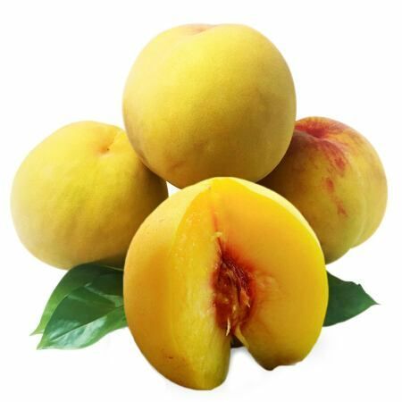 平邑县黄金脆桃苗 1~1.5米 