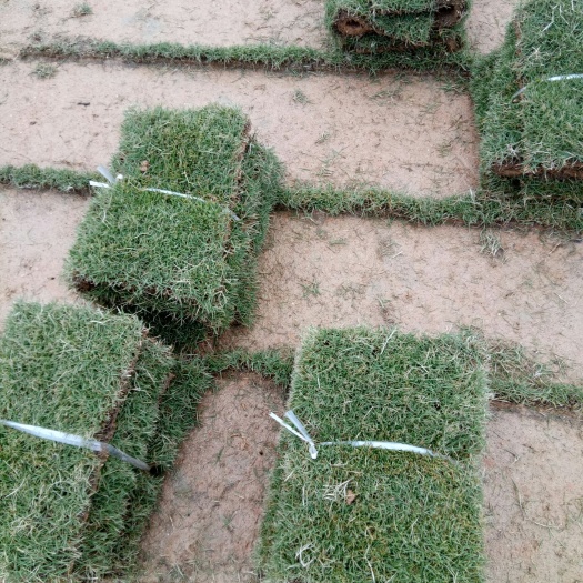长沙县马尼拉草皮 上车价