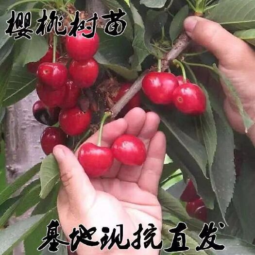 平邑县红灯樱桃苗 