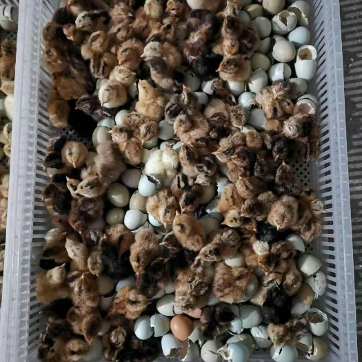 广州麻羽高产绿壳蛋鸡苗 