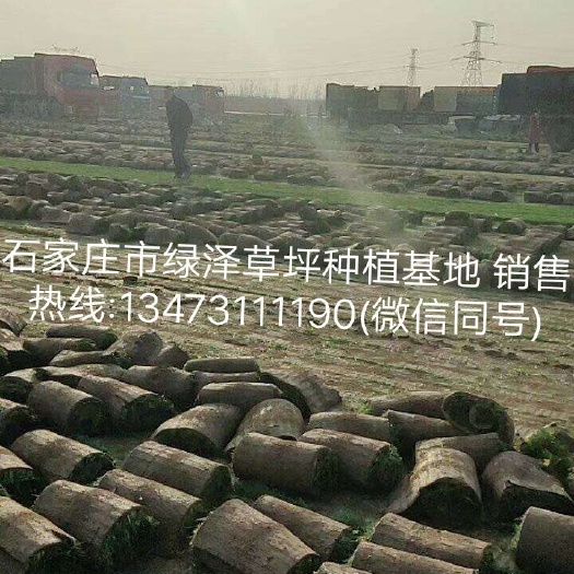 石家庄早熟禾草坪 