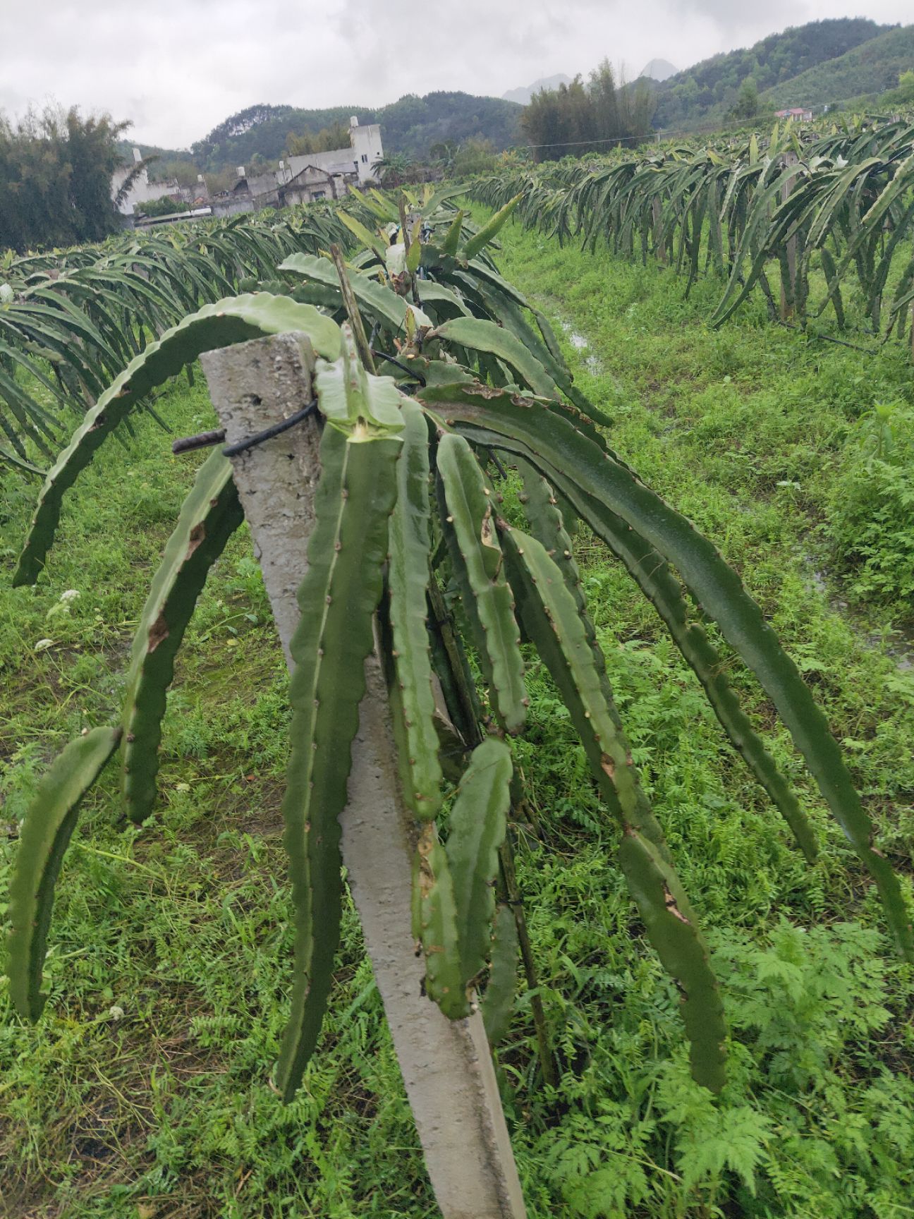 软枝大红火龙果苗 