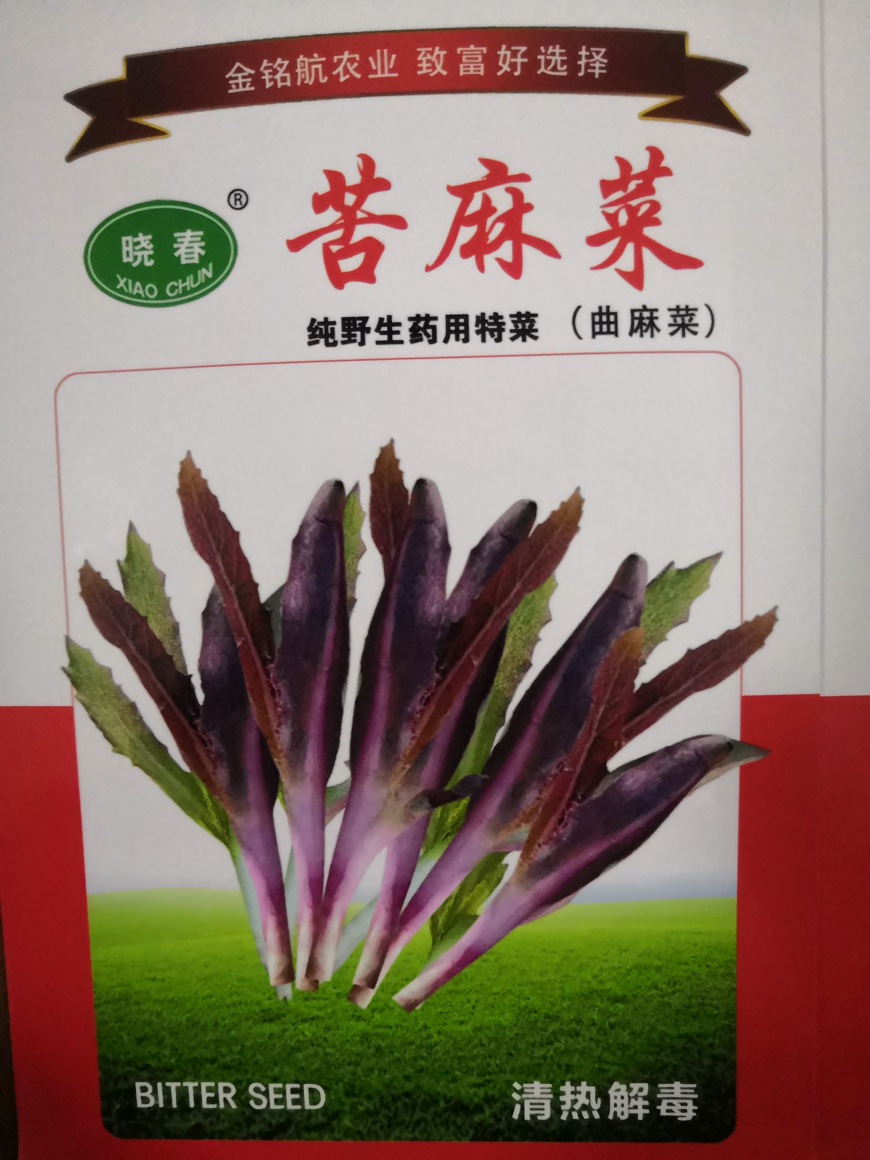 济南苦菜种子  曲麻菜种子～野菜种子多年生苦荬菜种子