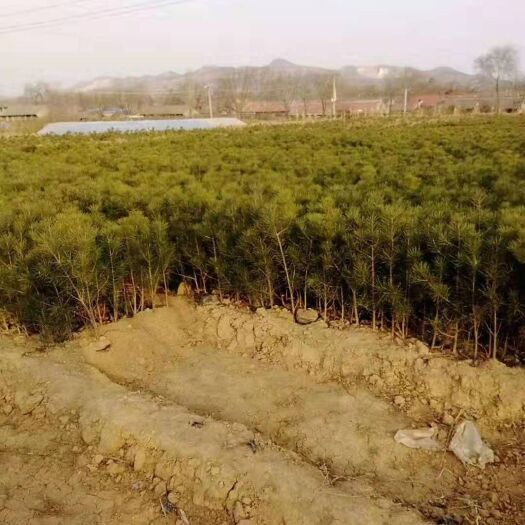 绛县山西白皮松 