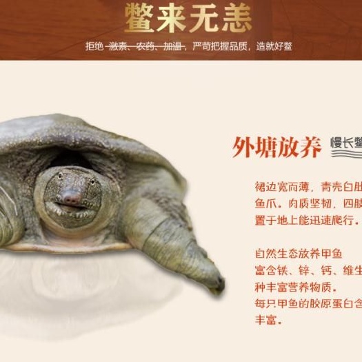 海盐县 大甲鱼活体包邮王八海鲜活生态特产中华老甲鱼团水鱼农家生新鲜