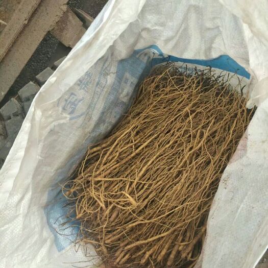莒县丹参 苗，黄芩苗，