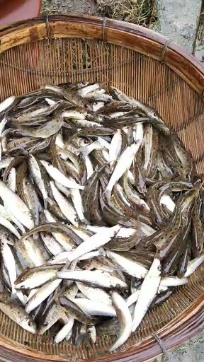 富顺县花骨鱼苗，免费提供养殖技术，成鱼销售